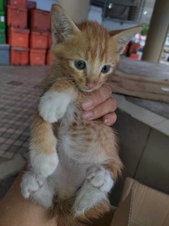 Cutie Kittens - Domestic Short Hair Cat