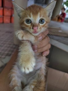 Cutie Kittens - Domestic Short Hair Cat