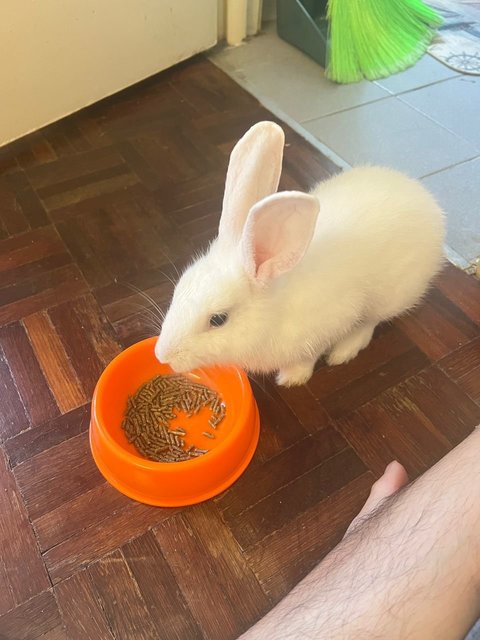 Pixie - Netherland Dwarf + Lionhead Rabbit