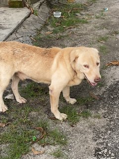 Chip - Mixed Breed Dog