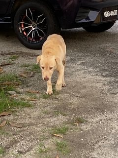 Chip - Mixed Breed Dog