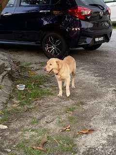 Chip - Mixed Breed Dog