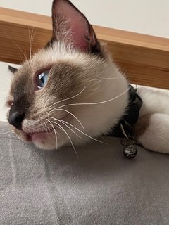 Hiro - Siamese Cat