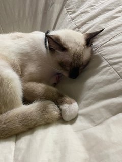 Hiro - Siamese Cat