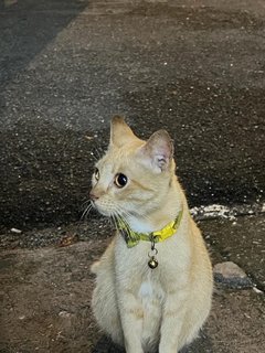 Alizeh - Domestic Medium Hair Cat