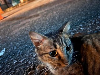 Emilo - Domestic Long Hair Cat