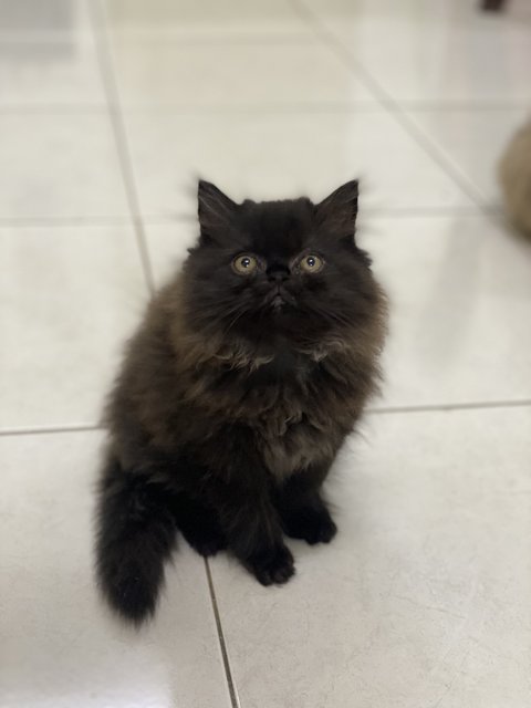 Casper - Persian Cat