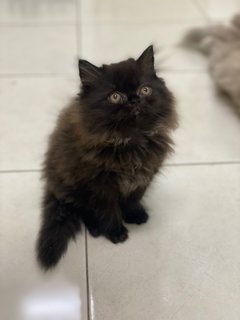 Casper - Persian Cat