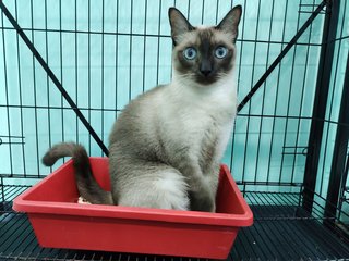 Blueby - Domestic Short Hair + Siamese Cat