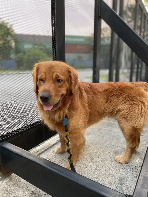 Cooper  - Golden Retriever Dog