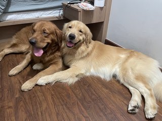 Cooper  - Golden Retriever Dog