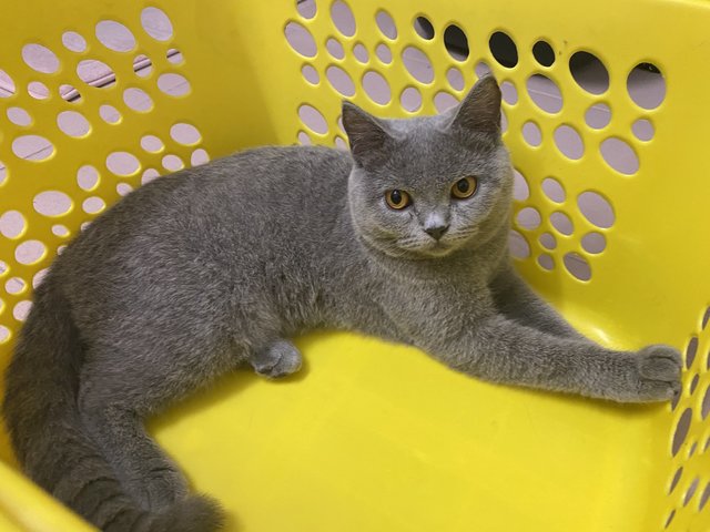 Grey  - British Shorthair Cat