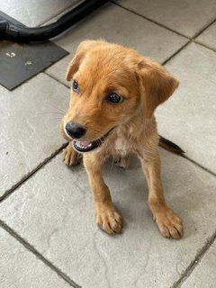 Puppy - Mixed Breed Dog