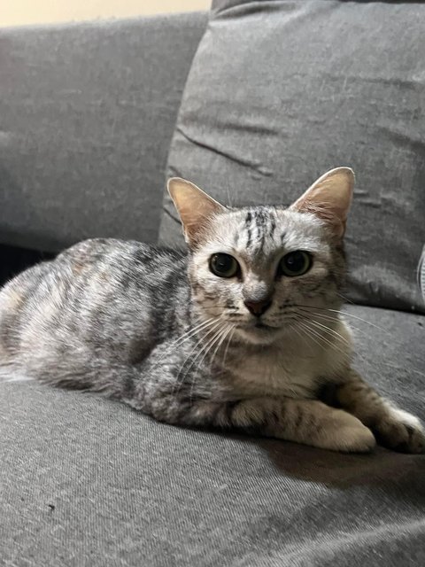 Nala - Domestic Short Hair Cat