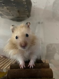 Aspen - Syrian / Golden Hamster Hamster