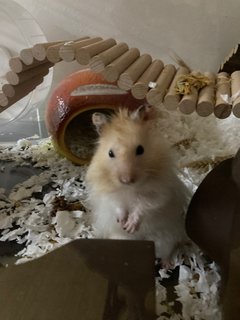 Aspen - Syrian / Golden Hamster Hamster