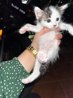 Oreo And Peanut - Domestic Medium Hair Cat