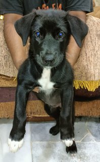 Zeus - Belgian Shepherd Malinois Mix Dog