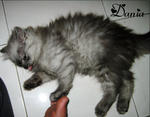 Dania -  + Domestic Long Hair Cat