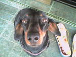 Hippy G - Dachshund Dog