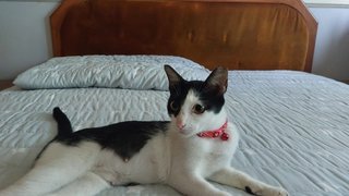 Sita - Domestic Short Hair Cat