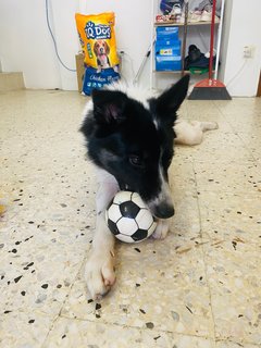 Bailey   - Border Collie Dog