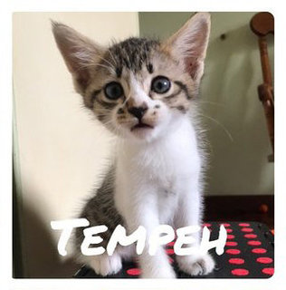 Tempeh - Domestic Medium Hair Cat