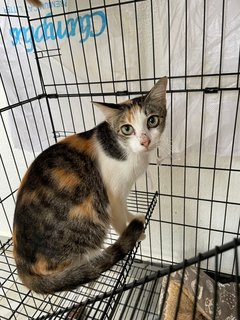 Kiki - Calico Cat