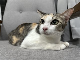 Kiki - Calico Cat