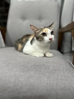 Kiki - Calico Cat