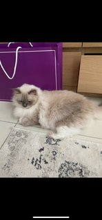 Cookie - Ragdoll Cat