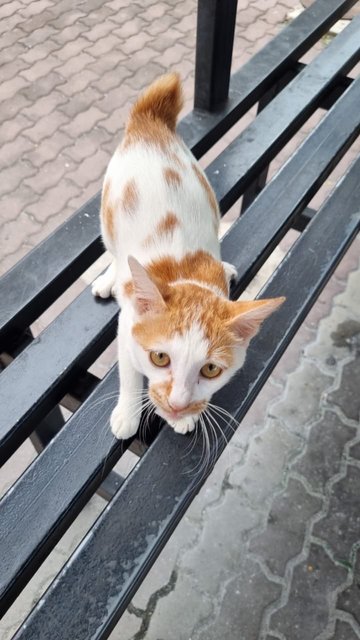 Oranges - Domestic Short Hair Cat