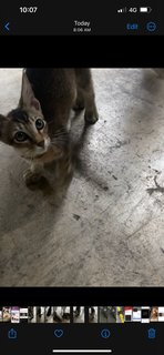 Carpark Babies - Domestic Short Hair Cat