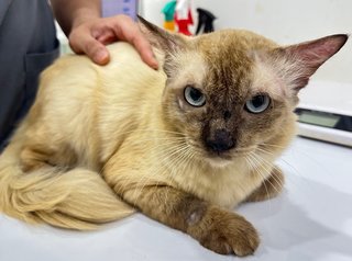 Jimmy - Domestic Long Hair + Siamese Cat