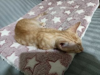 Orange - Domestic Short Hair Cat