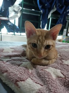 Orange - Domestic Short Hair Cat