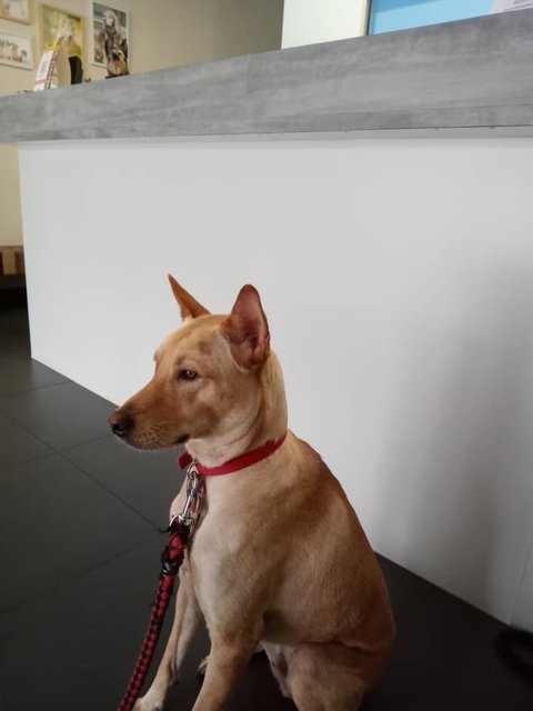 Johny - Mixed Breed Dog