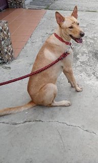 Johny - Mixed Breed Dog