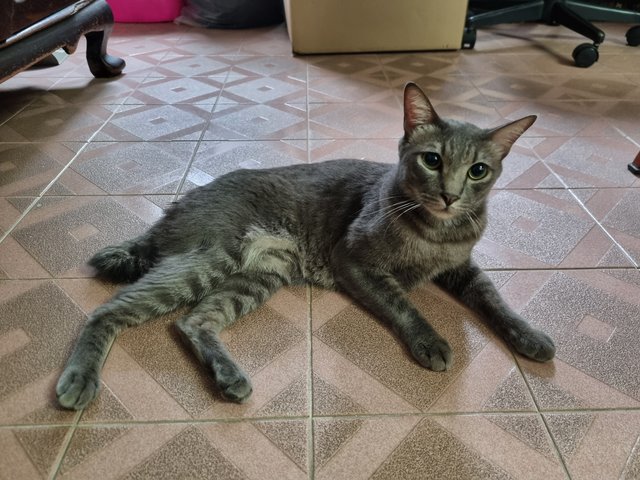 Trucker - Domestic Short Hair Cat