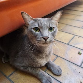 Trucker - Domestic Short Hair Cat