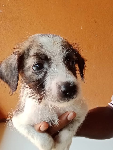 Gia - Schnauzer Mix Dog