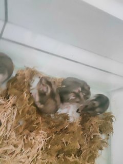 Summer - Syrian / Golden Hamster Hamster