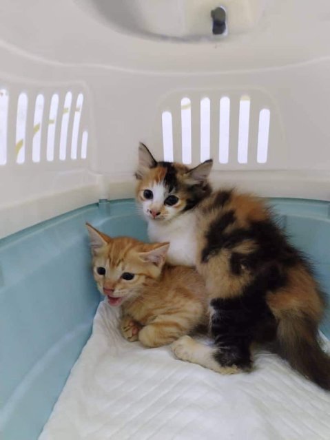 Orange With His Sister - Domestic Medium Hair Cat