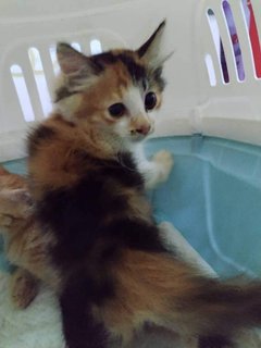 Orange With His Sister - Domestic Medium Hair Cat