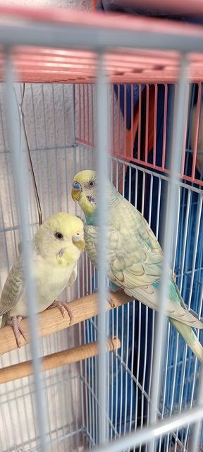 Chip N Dale  - Budgie/Budgerigar Bird