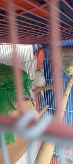 Chip N Dale  - Budgie/Budgerigar Bird