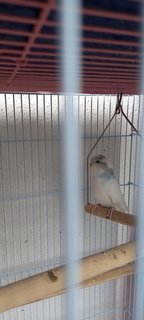 Chip N Dale  - Budgie/Budgerigar Bird