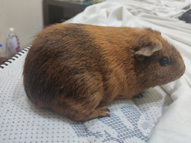 Lia,teddy - Guinea Pig Small & Furry