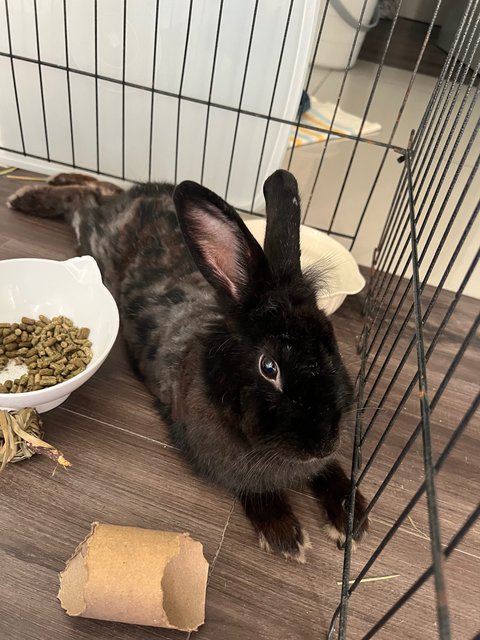 Luna And Coco  - Lionhead Rabbit