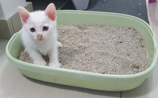 Goldie And Blueyes - Domestic Short Hair Cat